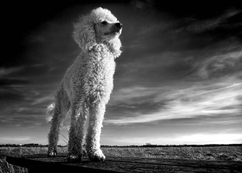 Feel free to mix and match phrases or modify them to better fit your article’s style!