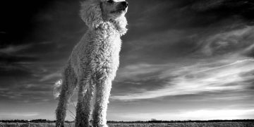 Feel free to mix and match phrases or modify them to better fit your article’s style!