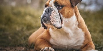 From Crates to Couches: Finding the Best Spots for Your Dog at Home