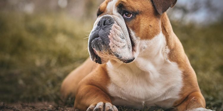 From Crates to Couches: Finding the Best Spots for Your Dog at Home