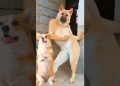 Funny Dog Dancing Video 😂 #dog #puppy #dogdance #puppydance