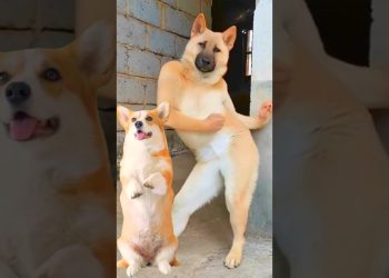 Funny Dog Dancing Video 😂 #dog #puppy #dogdance #puppydance