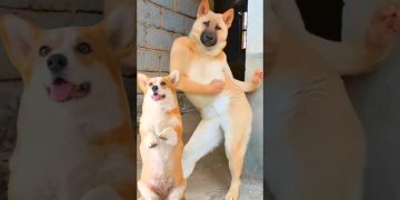 Funny Dog Dancing Video 😂 #dog #puppy #dogdance #puppydance