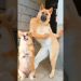 Funny Dog Dancing Video 😂 #dog #puppy #dogdance #puppydance