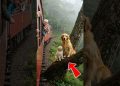 Golden Retriever Mom and Puppy Save a Train #dog #goldenretriever #rescue #animals