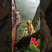 Golden Retriever Mom and Puppy Save a Train #dog #goldenretriever #rescue #animals