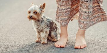 Grooming 101: How to Keep Your Dog’s Coat Shiny and Healthy