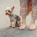 Grooming 101: How to Keep Your Dog’s Coat Shiny and Healthy