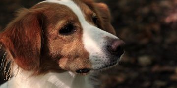 Happy Dogs, Happy Owners: Beginner Training Techniques for a Well-Behaved Pup