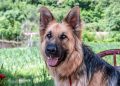 Happy Tails: Understanding Your Dog’s Behavioral Cues Happy Tails: Understanding Your Dog’s Behavioral Cues