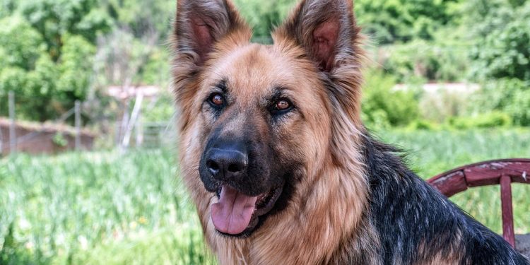 Happy Tails: Understanding Your Dog’s Behavioral Cues