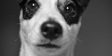 House Rules: Training Your Dog for a Happy Home Life