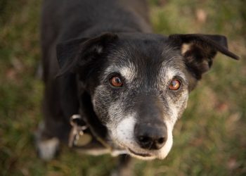Making Life Easier for Aging Dogs