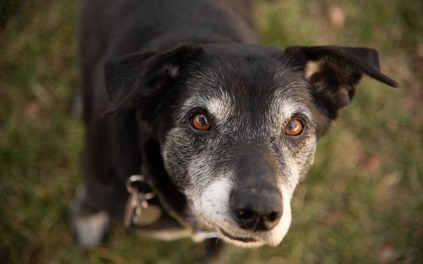 Making Life Easier for Aging Dogs