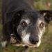 Making Life Easier for Aging Dogs