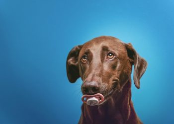 Meet the Breeds: Discover Your Dream Dog!