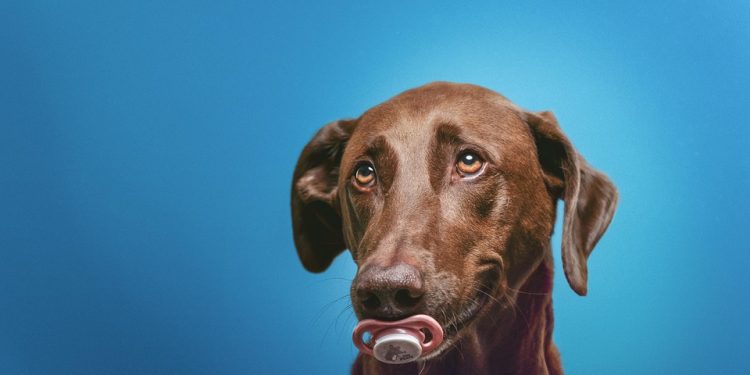 Meet the Breeds: Discover Your Dream Dog! Meet the Breeds: Discover Your Dream Dog!