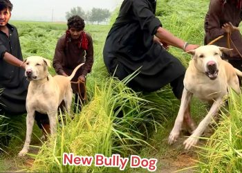 NEW HEAVY BULLY DOG SODHA HO GYA😍