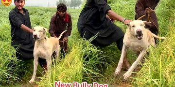 NEW HEAVY BULLY DOG SODHA HO GYA😍