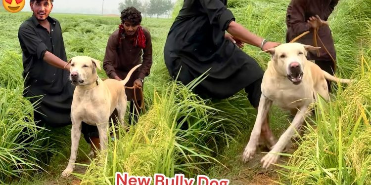 NEW HEAVY BULLY DOG SODHA HO GYA😍