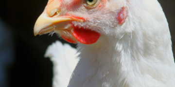 Norway to phase out fast-growing chickens and male chick culling by 2027 Norway to phase out fast-growing chickens and male chick culling by 2027