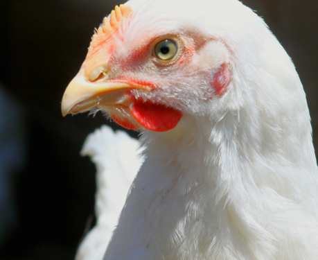 Norway to phase out fast-growing chickens and male chick culling by 2027 Norway to phase out fast-growing chickens and male chick culling by 2027
