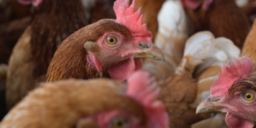 Overwhelming response to public consultation on animal welfare proves legislation must be prioritised