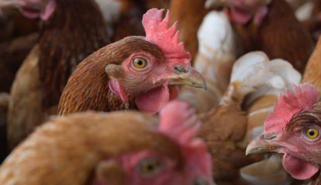 Overwhelming response to public consultation on animal welfare proves legislation must be prioritised