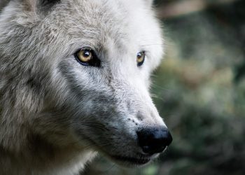 Paw-some Crafts: Make Fun Dog-Themed Projects!