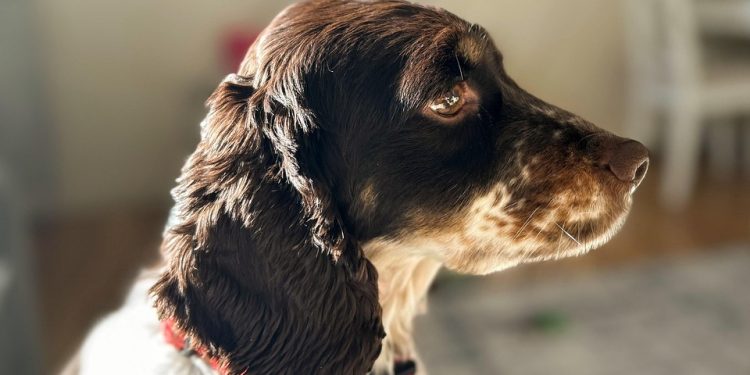 Pawsitive Pals: Why Dogs Make the Best Friends!