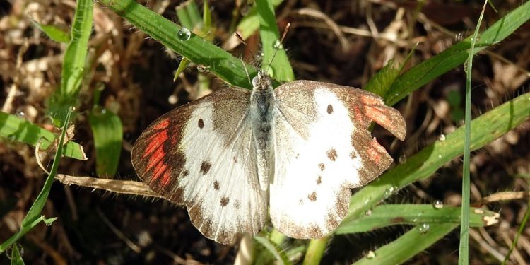 Pawsitive Vibes: How Dogs Enhance Our Home Life