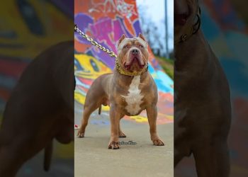 Pitbull Rottweiler And German shepherd Who Is The Best #pitbull #dog #dogs #shorts