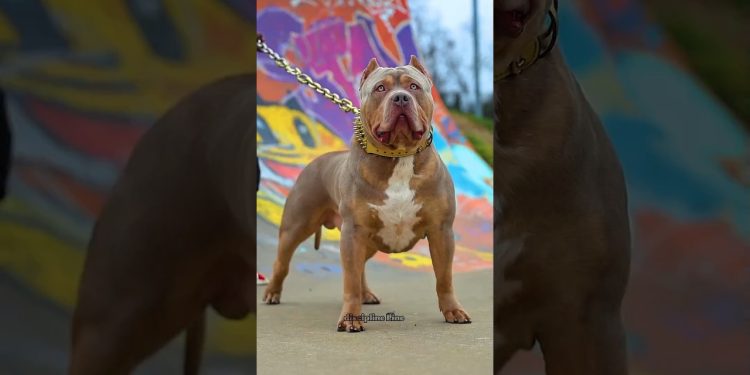 Pitbull Rottweiler And German shepherd Who Is The Best #pitbull #dog #dogs #shorts Pitbull Rottweiler And German shepherd Who Is The Best #pitbull #dog #dogs #shorts