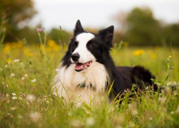 Playtime and Comfort: Designing a Cozy Corner for Your Dog