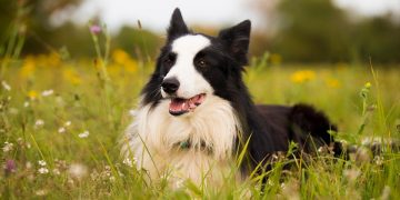 Playtime and Comfort: Designing a Cozy Corner for Your Dog