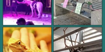 Report a travelling Animal Exhibit Report a travelling Animal Exhibit