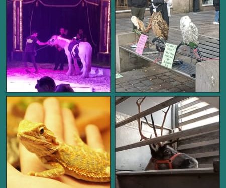 Report a travelling Animal Exhibit Report a travelling Animal Exhibit