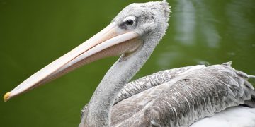 Seasonal Care: How to Protect Your Dog in Every Weather Seasonal Care: How to Protect Your Dog in Every Weather