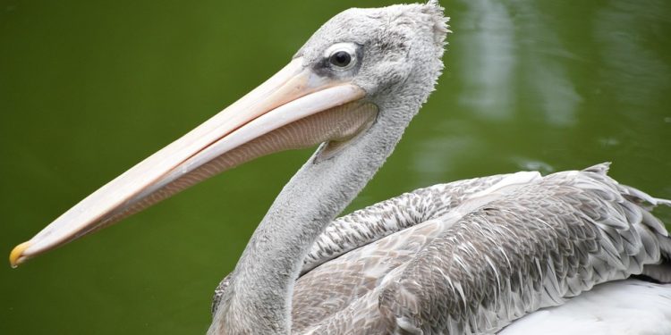 Seasonal Care: How to Protect Your Dog in Every Weather