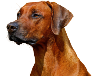 Sit, Stay, Learn: Must-Know Training Tips for New Dog Enthusiasts