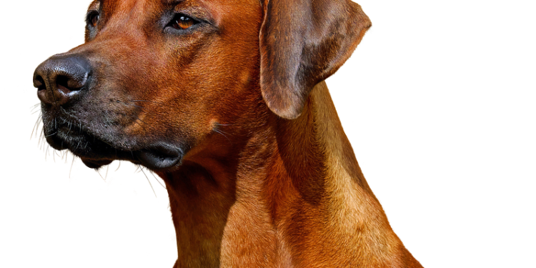 Sit, Stay, Learn: Must-Know Training Tips for New Dog Enthusiasts Sit, Stay, Learn: Must-Know Training Tips for New Dog Enthusiasts