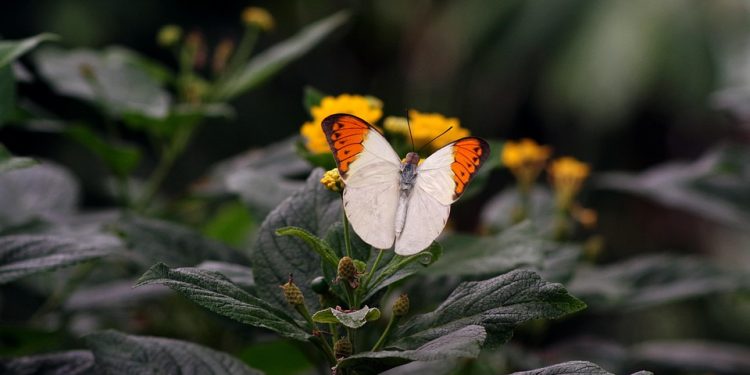 Stay Active: Fun Exercise Ideas for You and Your Dog Stay Active: Fun Exercise Ideas for You and Your Dog