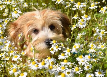 The Ultimate Guide to Dog-Proofing Your Space