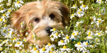 The Ultimate Guide to Dog-Proofing Your Space