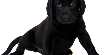 The Ultimate Guide to Training Your Pup: From Sit to Stay