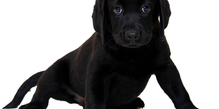 The Ultimate Guide to Training Your Pup: From Sit to Stay The Ultimate Guide to Training Your Pup: From Sit to Stay