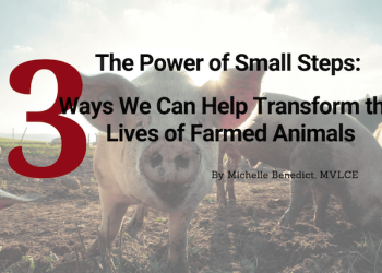 Three Ways We Can Help Transform the Lives of Farmed Animals