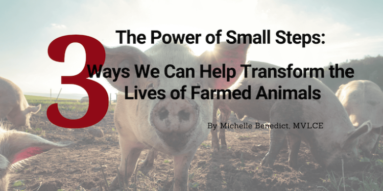Three Ways We Can Help Transform the Lives of Farmed Animals