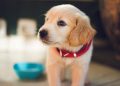 Tips For Training Your New Puppy