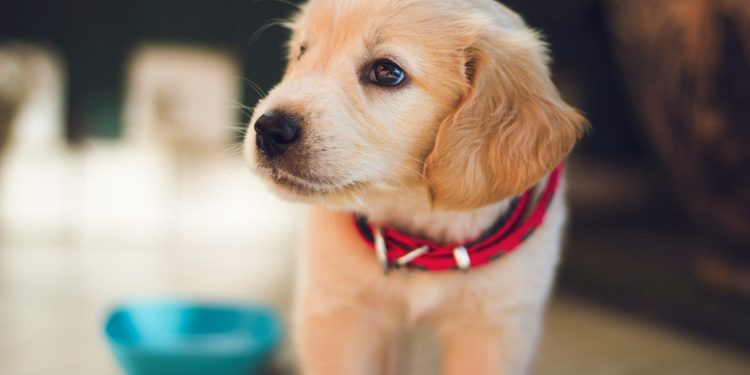 Tips For Training Your New Puppy